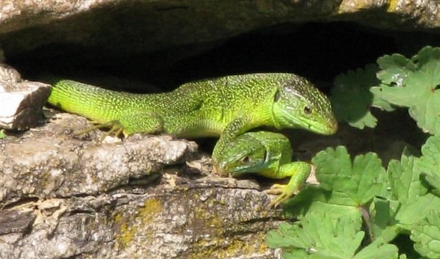 Lacerta viridis? (Lacerta bilineata)